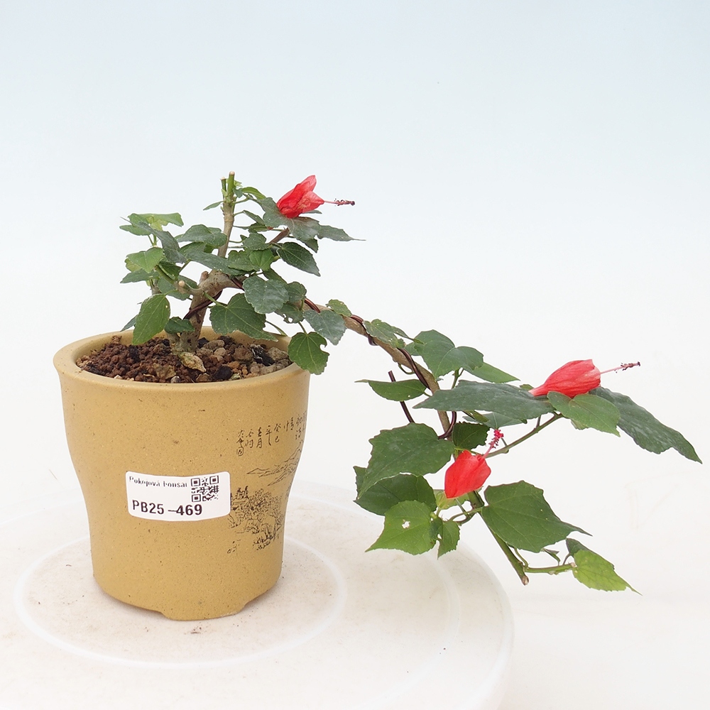 Pokojová bonsai - Malvaviscus arboreus - ibiškovec dřevnatý