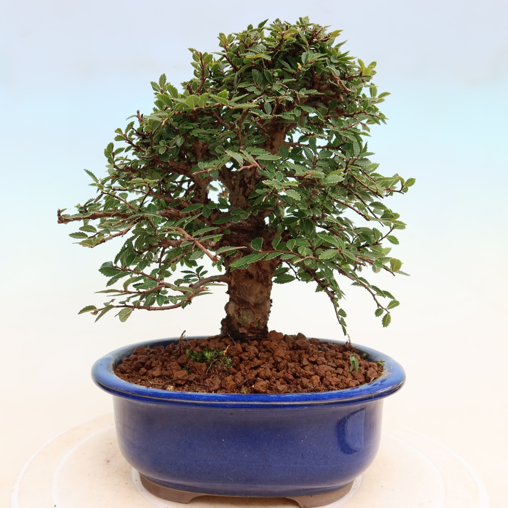 Venkovní bonsai - Zelkova - Zelkova NIRE