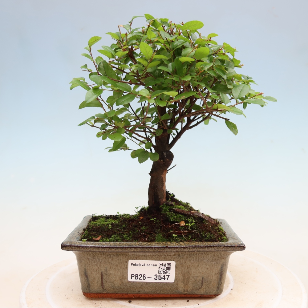 Pokojová bonsai - Sagerécie thea - Sagerécie thea