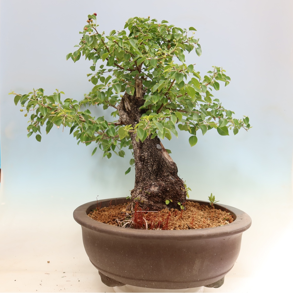 Venkovní bonsai - Mahalebka - Prunus mahaleb