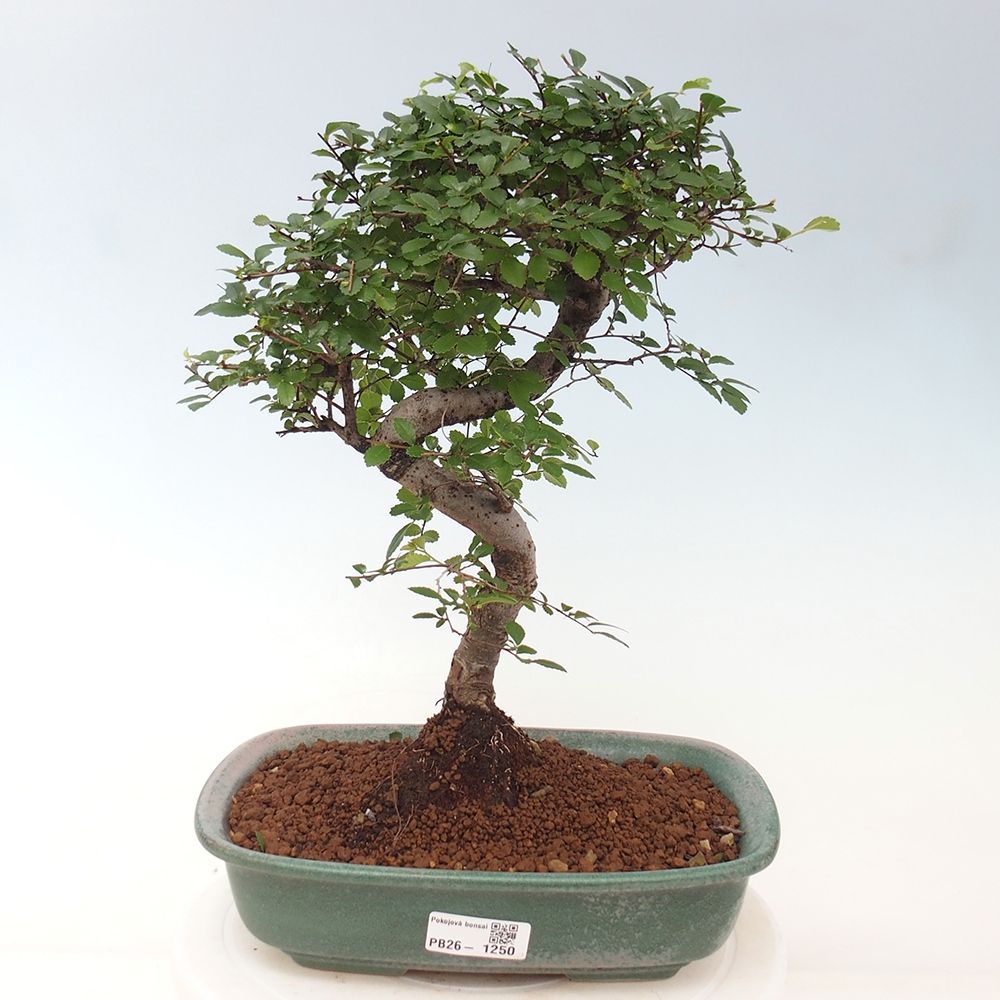 Pokojová bonsai - Ulmus parvifolia - Malolistý jilm