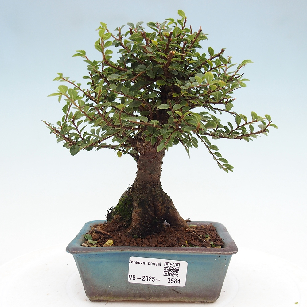 Venkovní bonsai - Ulmus parvifolia Hokkaido - jilm Čínský