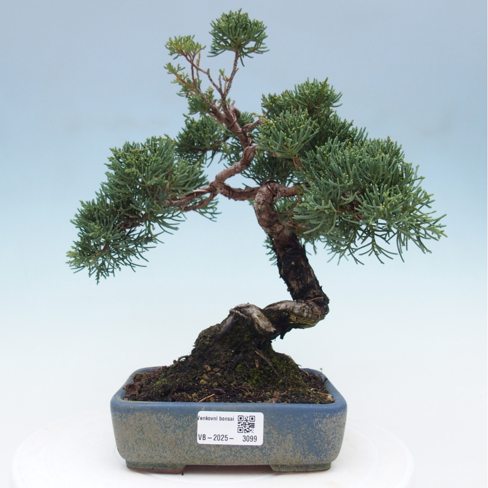 Venkovní bonsai - Juniperus chinensis Kishu -Jalovec čínský