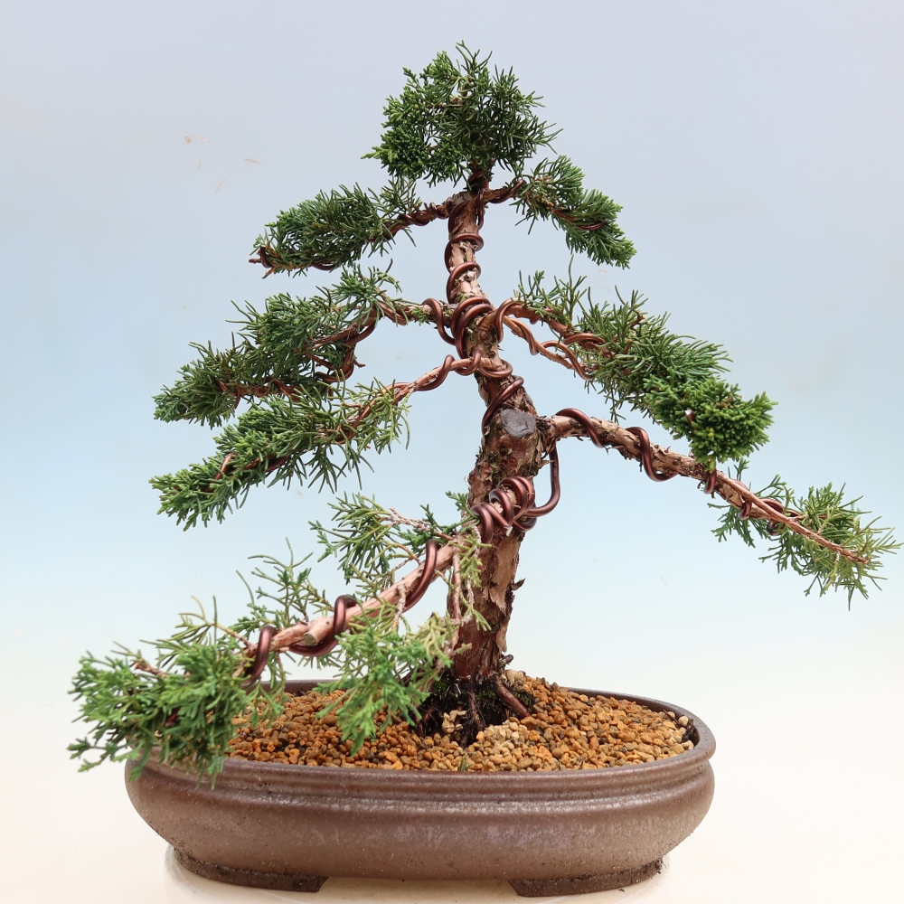 Venkovní bonsai - Juniperus chinensis Kishu -Jalovec čínský