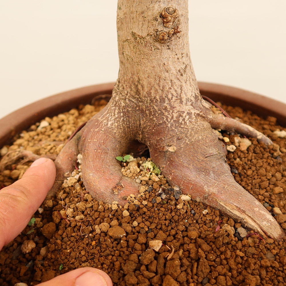 Venkovní bonsai - Javor palmatum  - Javor dlanitolistý