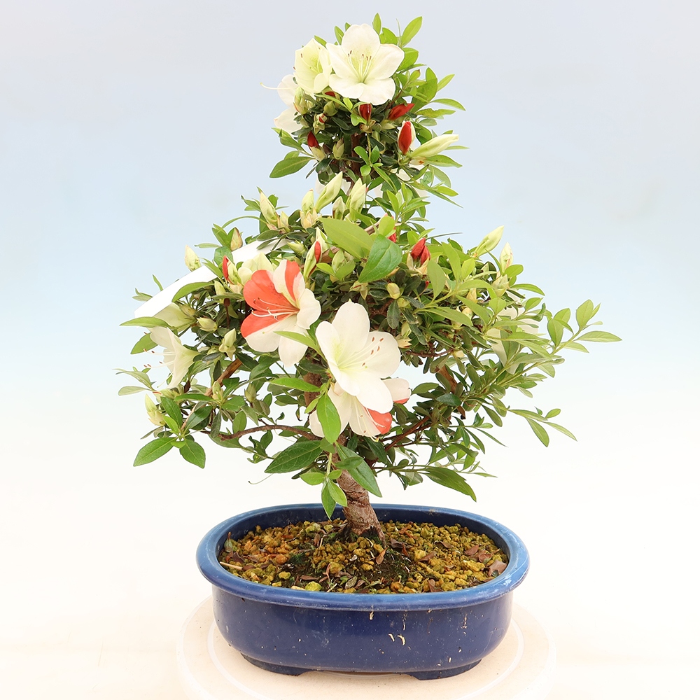 Venkovní bonsai - Japonská azalka - Azalea Asahi-no-izumi