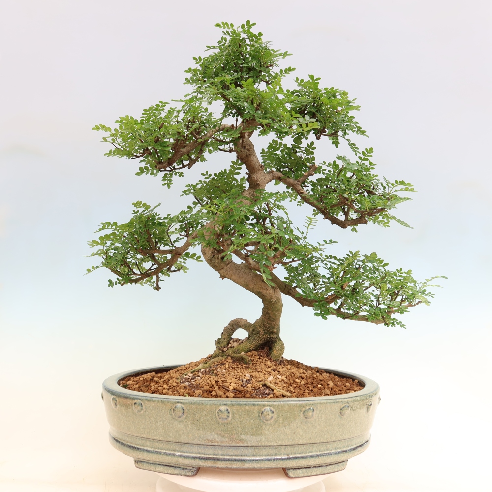 Pokojová bonsai - Zantoxylum piperitum - pepřovník