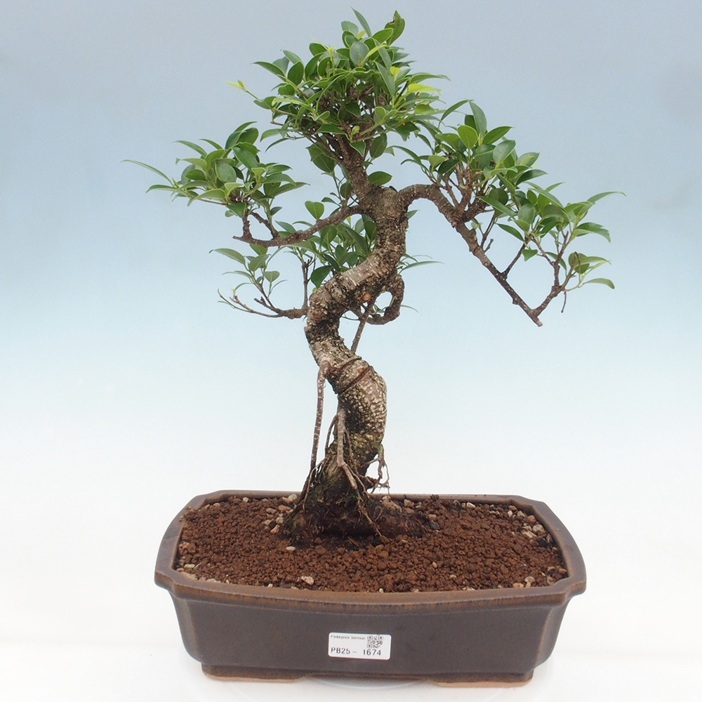 Pokojová bonsai - Ficus kimmen -  malolistý fíkus