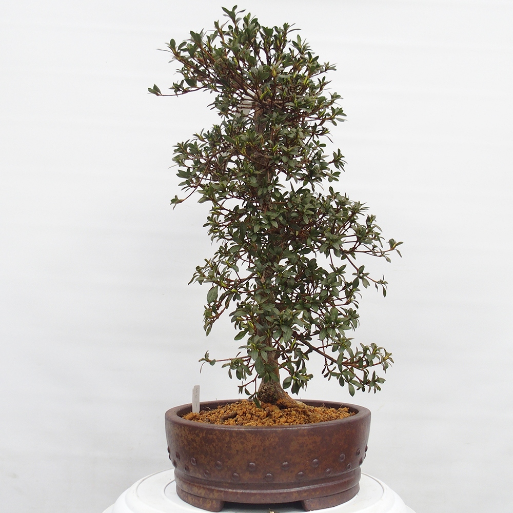 Venkovní bonsai - Japonská azalka - Azalea Akari