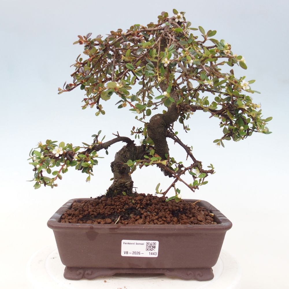 Venkovní bonsai-Cotoneaster dammeri - Skalník Damerův