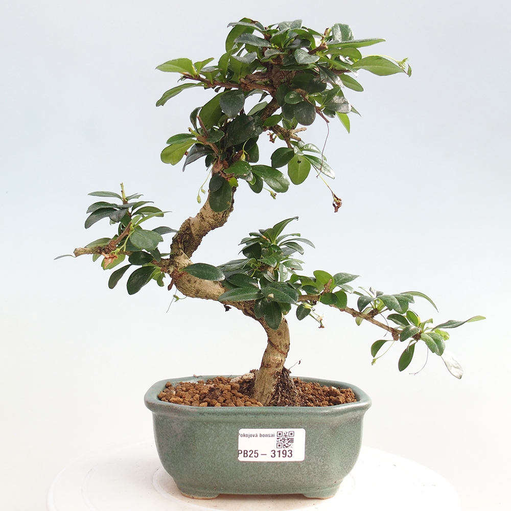Pokojová bonsai - Carmona macrophylla - Čaj fuki