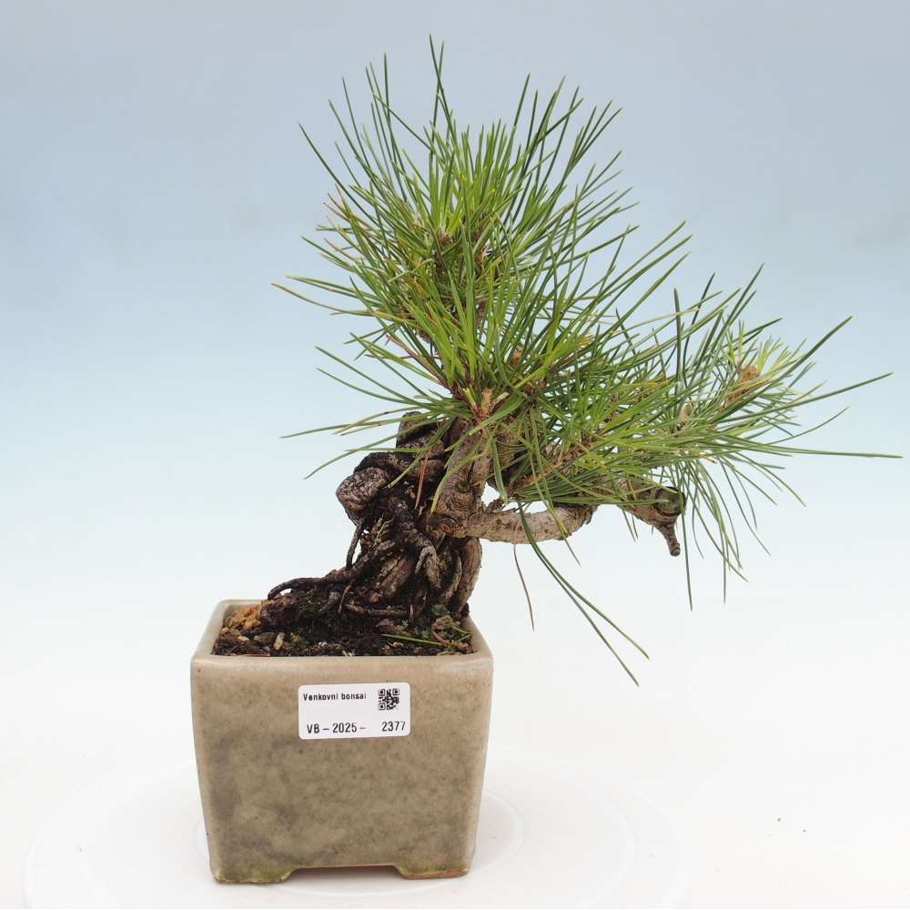 Venkovní bonsai - Pinus thunbergii - Borovice thunbergova