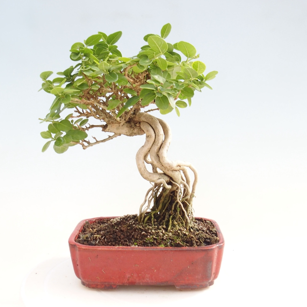 Pokojová bonsai - Premna serratifolia  - Kozlovoň malolistá