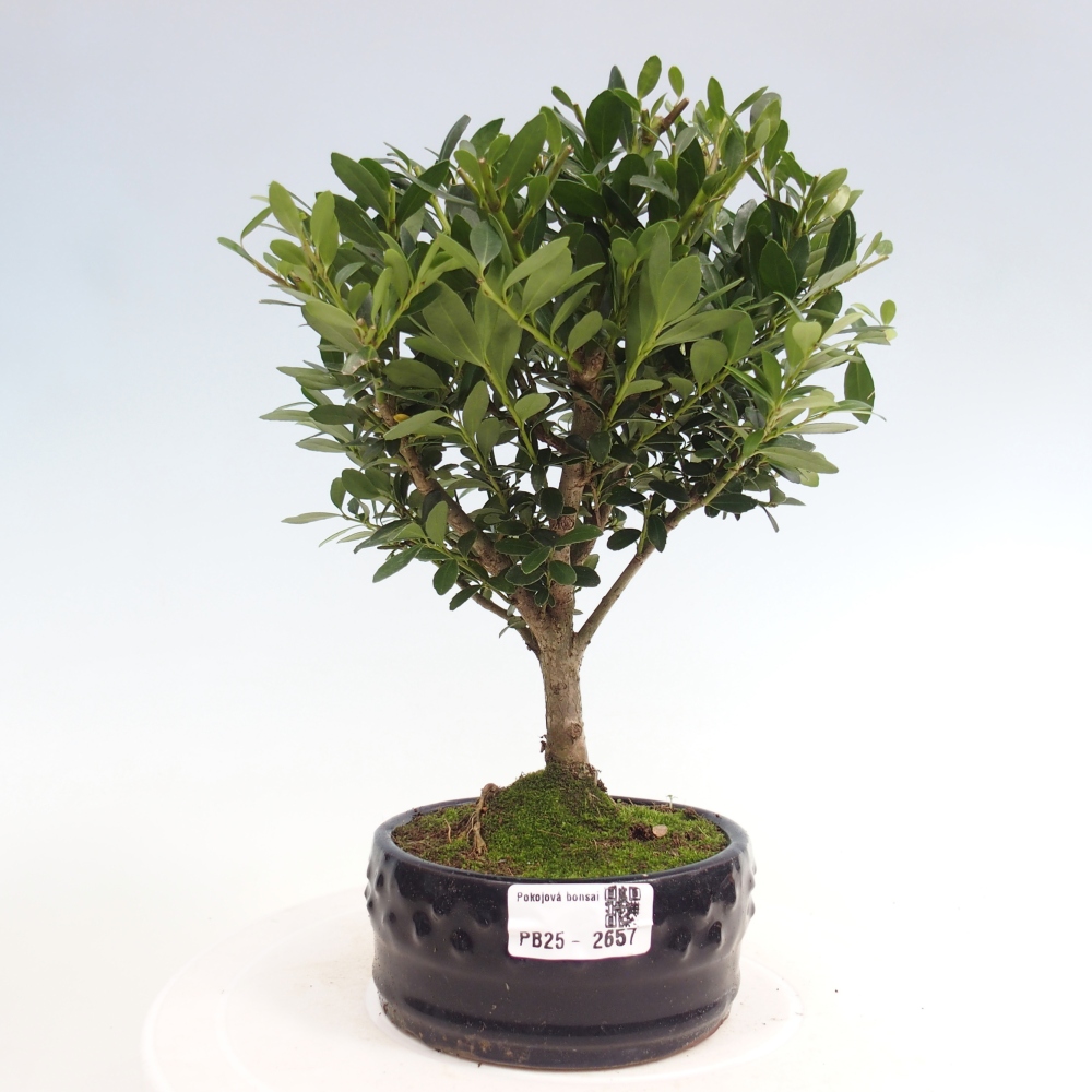 Pokojová bonsai - Ilex crenata - Cesmína