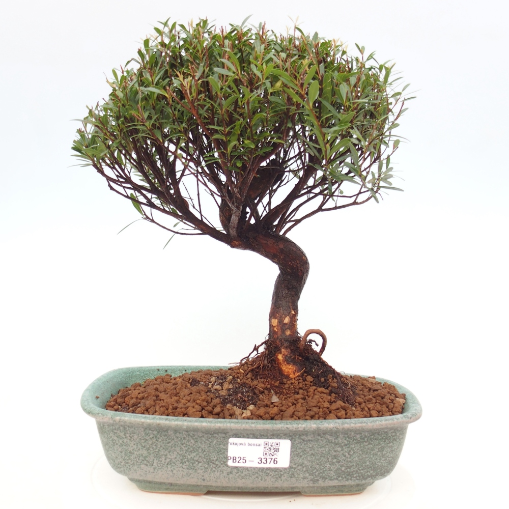 Pokojová bonsai - Syzygium - Pimentovník