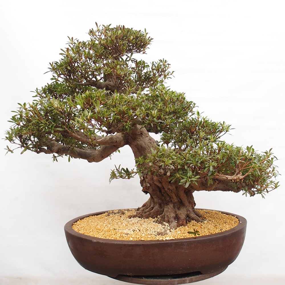 Venkovní bonsai - Japonská azalka - Azalea Satsuki