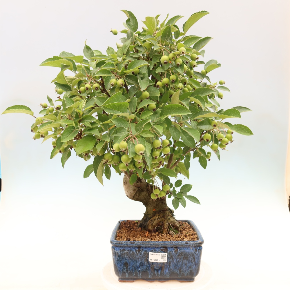 Venkovní bonsai -Malus halliana - Maloplodá jabloň