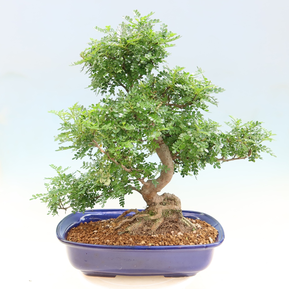 Pokojová bonsai - Zantoxylum piperitum - pepřovník