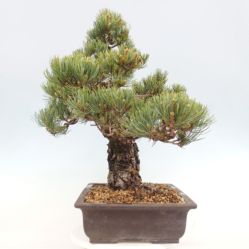Venkovní bonsai - Pinus parviflora - Borovice drobnokvětá