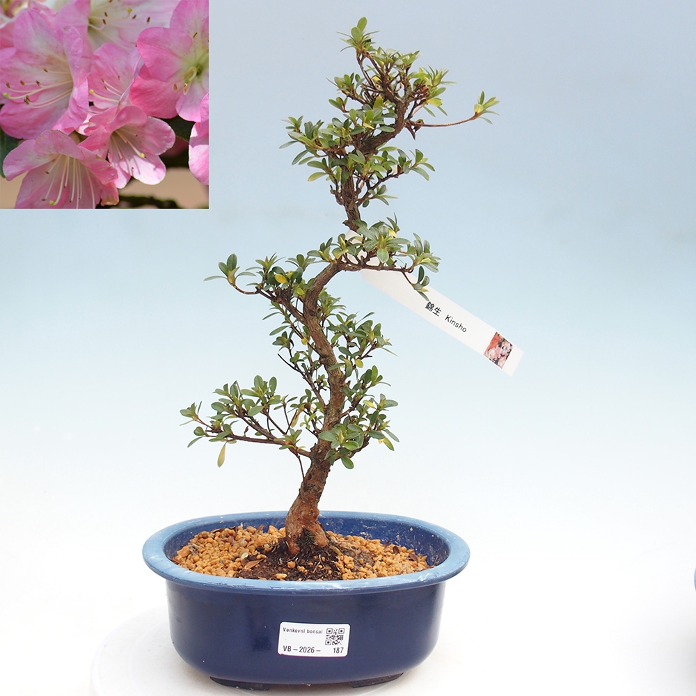 Venkovní bonsai - Japonská azalka - Azalea Kinsho