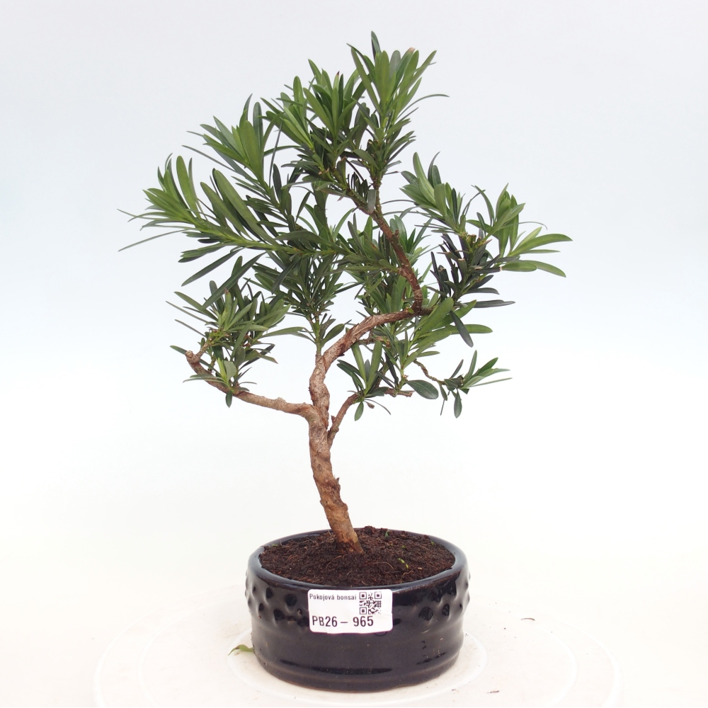 Pokojová bonsai - Podocarpus - Kamenný tis