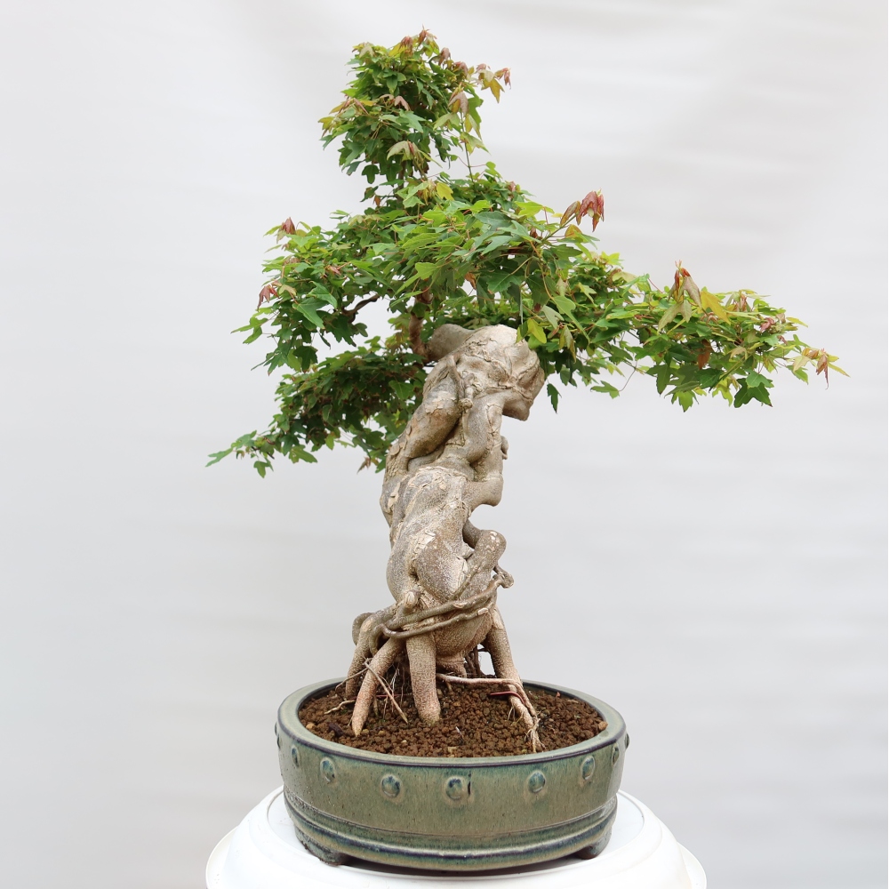 Venkovní bonsai - Javor Burgerův - Acer Burgerianum 