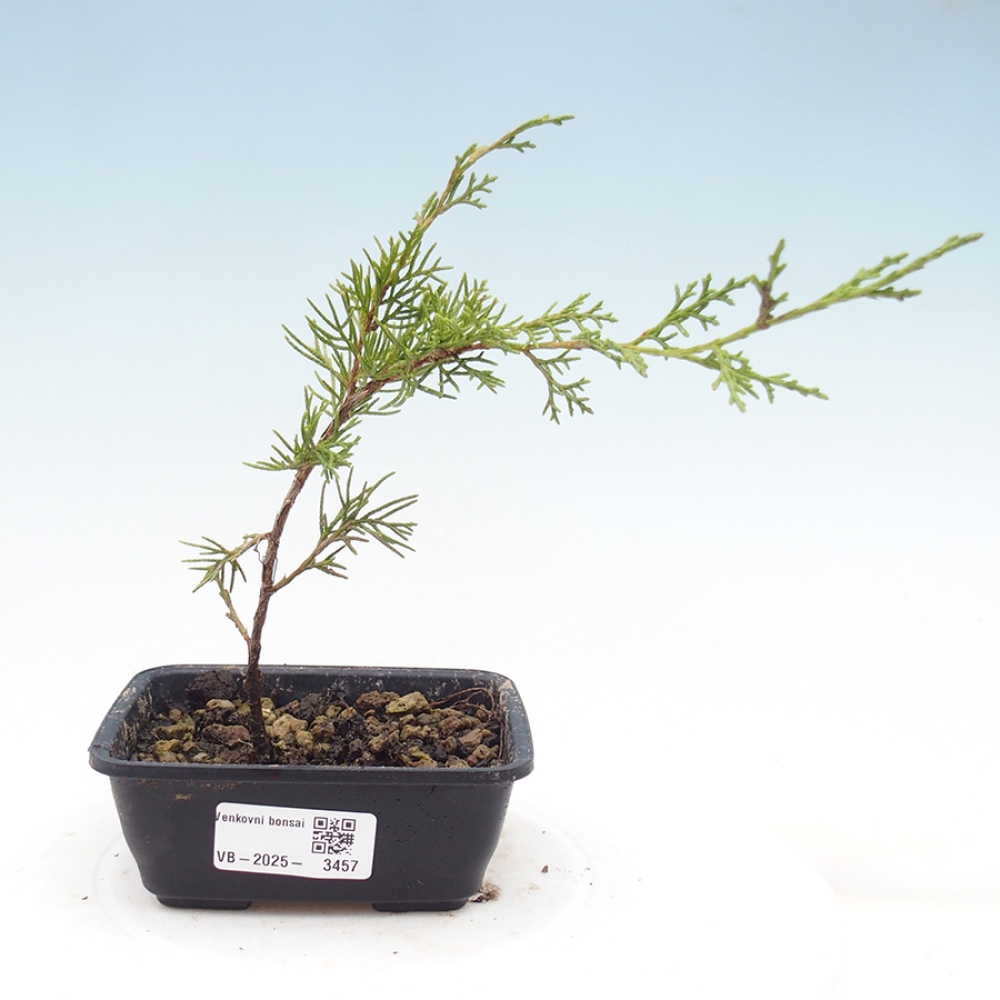 Venkovní bonsai - Juniperus chinensis Itoigawa -Jalovec čínský