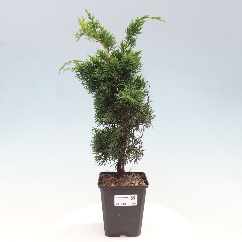 Venkovní bonsai - Juniperus chinensis Kishu -Jalovec čínský