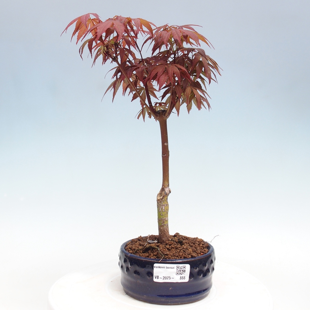 Venkovní bonsai - Acer palm. Atropurpureum-Javor dlanitolistý