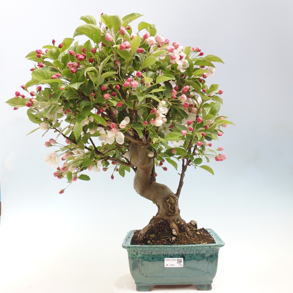 Venkovní bonsai -Malus halliana - Maloplodá jabloň