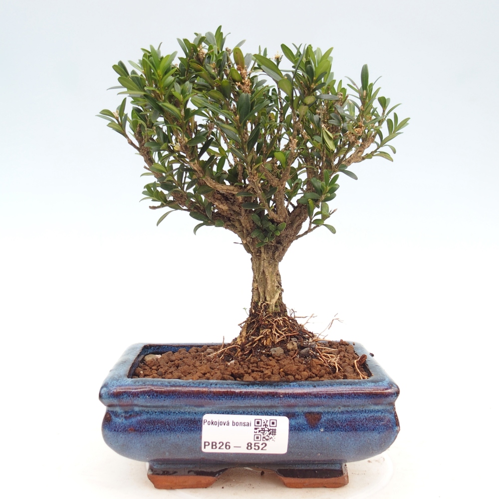 Pokojová bonsai - Buxus harlandii -korkový buxus