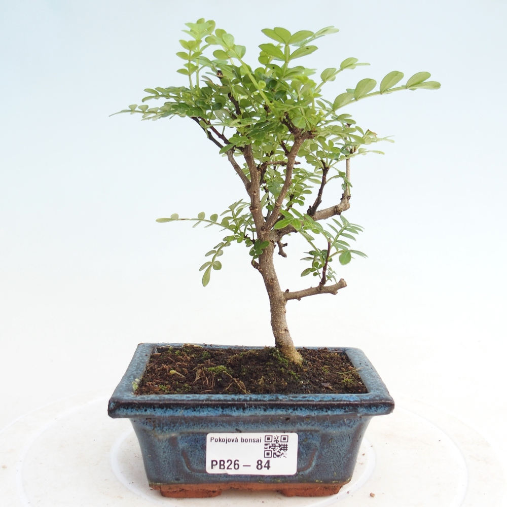 Pokojová bonsai - Zantoxylum piperitum - pepřovník