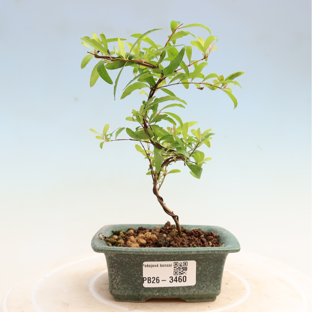 Pokojová bonsai-PUNICA granatum nana-Granátové jablko