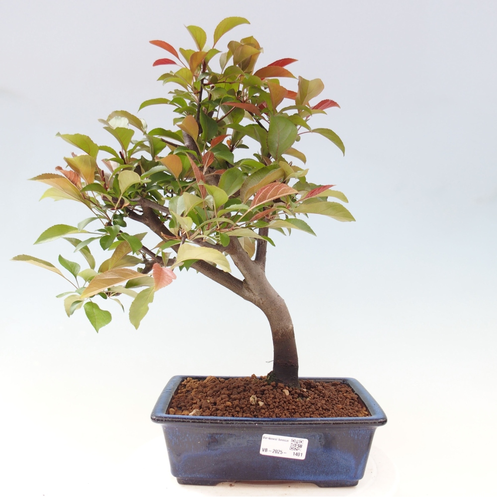 Venkovní bonsai -Malus domestica - Maloplodá jabloň červenolistá