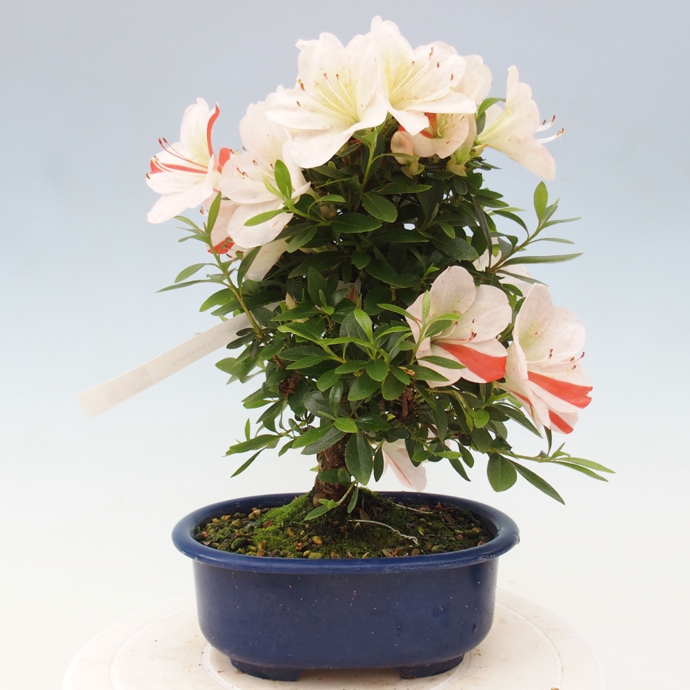 Venkovní bonsai - Japonská azalka - Azalea Asazakura