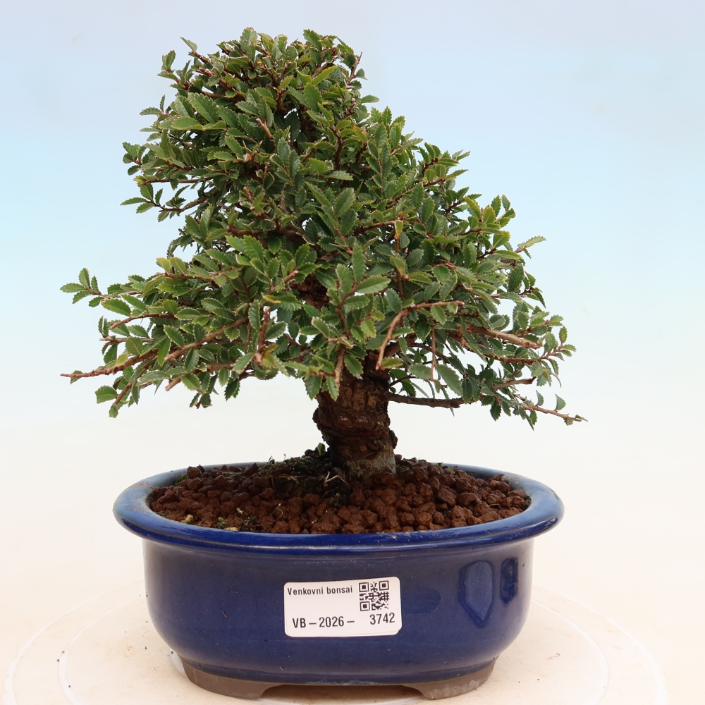 Venkovní bonsai - Zelkova - Zelkova NIRE