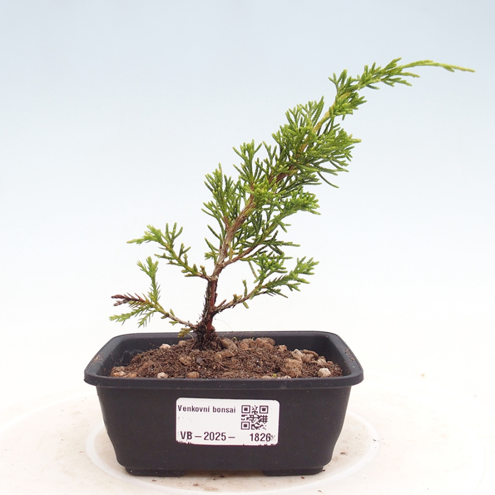 Venkovní bonsai - Juniperus chinensis Itoigawa -Jalovec čínský