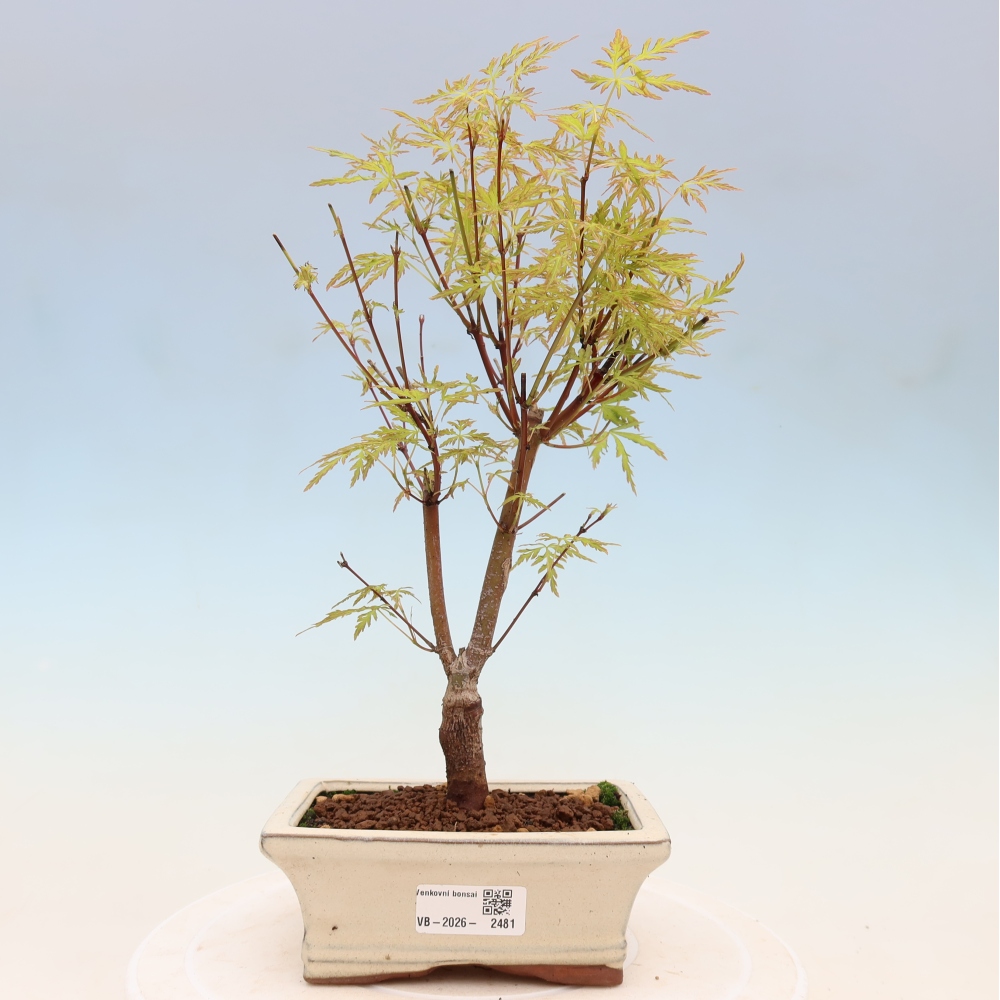 Venkovní bonsai - Acer palmatum Dissectum - Javor dlanitolistý 