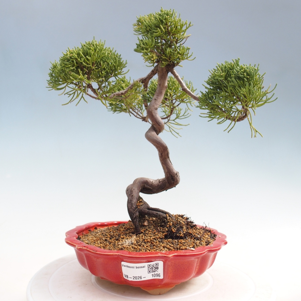 Venkovní bonsai - Juniperus chinensis Kishu -Jalovec čínský