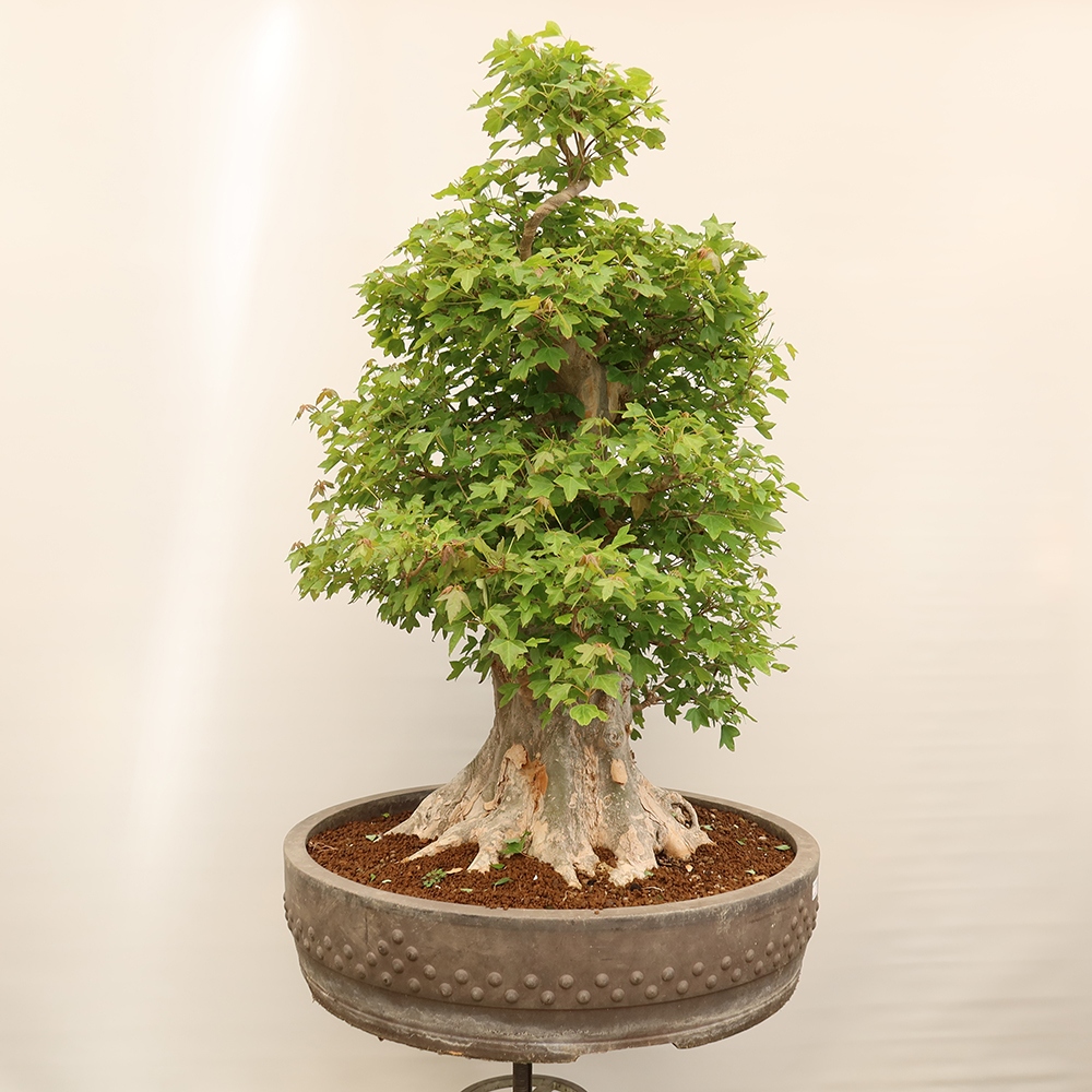 Venkovní bonsai - Javor Burgerův - Acer Burgerianum 