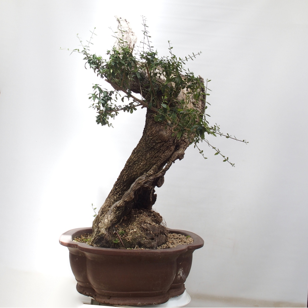 Pokojová bonsai - Olea europaea sylvestris -Oliva evropská drobnolistá