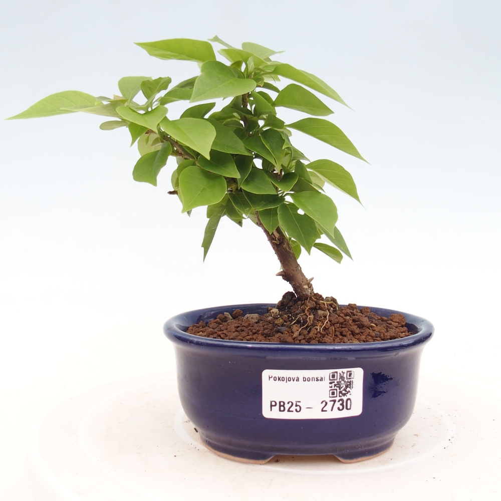Pokojová bonsai - Bouganwilea