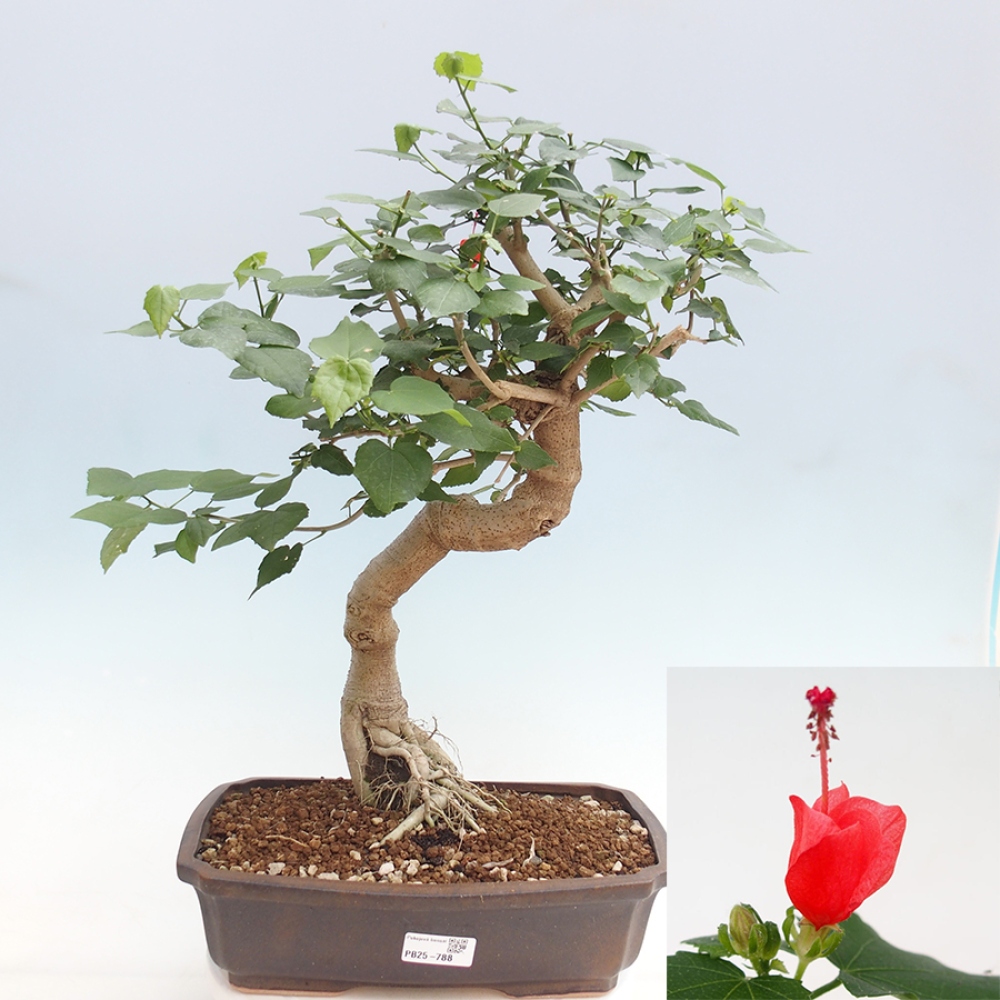 Pokojová bonsai - Malvaviscus arboreus - ibiškovec dřevnatý