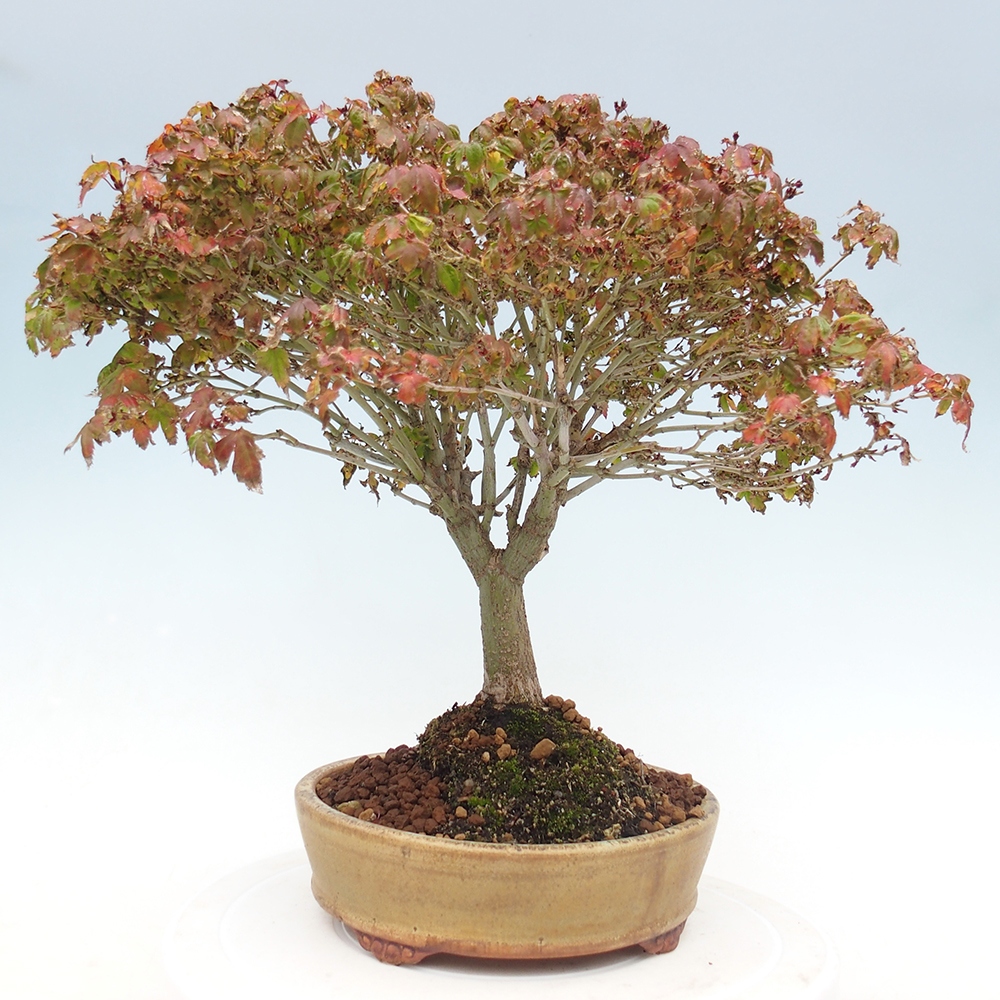 Acer palmatum KIOHIME - Javor dlanitolistý