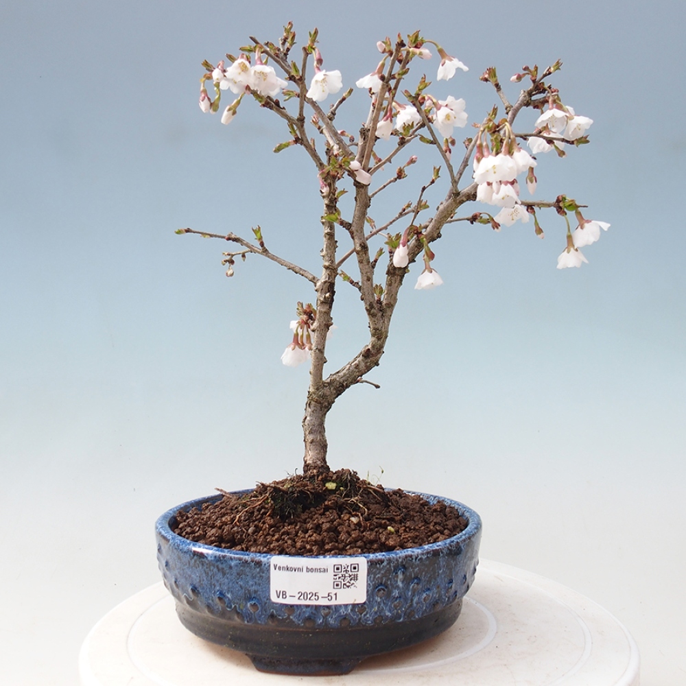 Venkovní bonsai - Prunus incisa Kojou-no mai-Slivoň vyříznutá