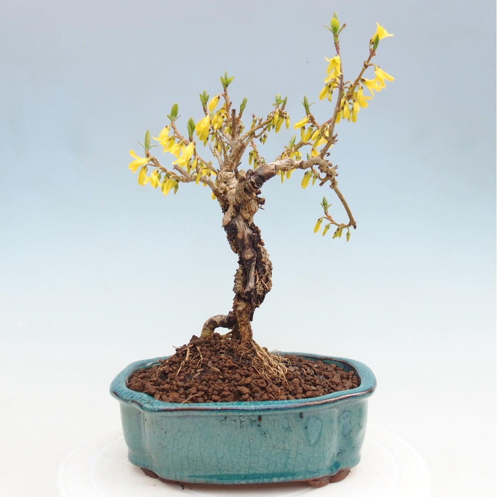Venkovní bonsai - Zlatice - Forsythia koreana