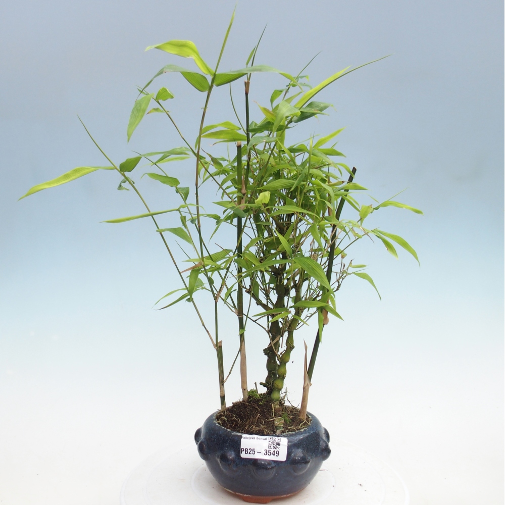 Pokojová bonsai - Bambus budha-Bambus budhovo břicho