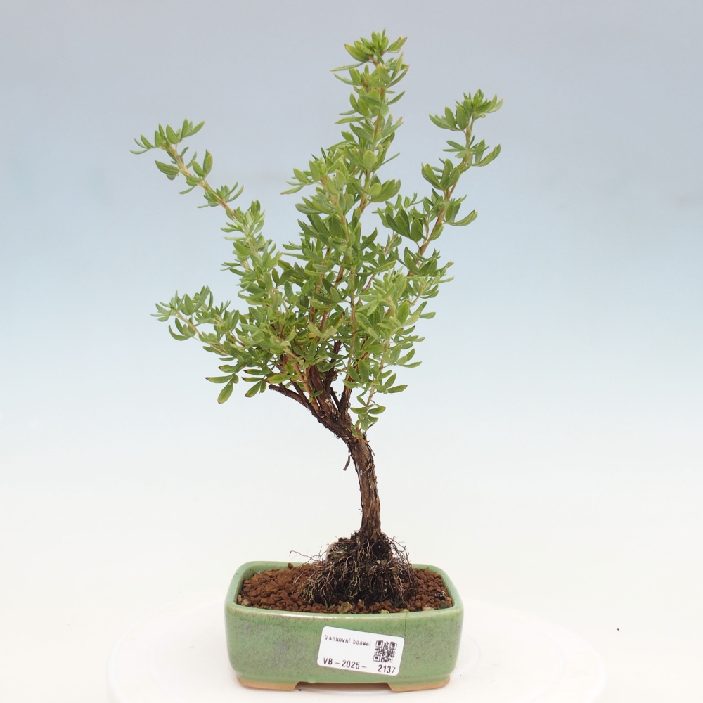 Venkovní bonsai-Mochna křovitá - potentila fruticosa yellow Bird