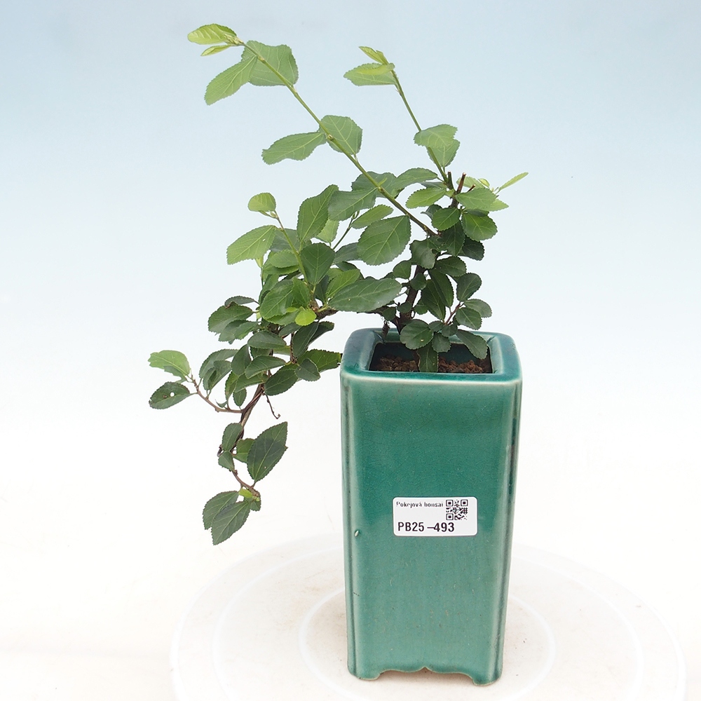 Pokojová bonsai - Grewia occidentalis - Hvězdice levandulová