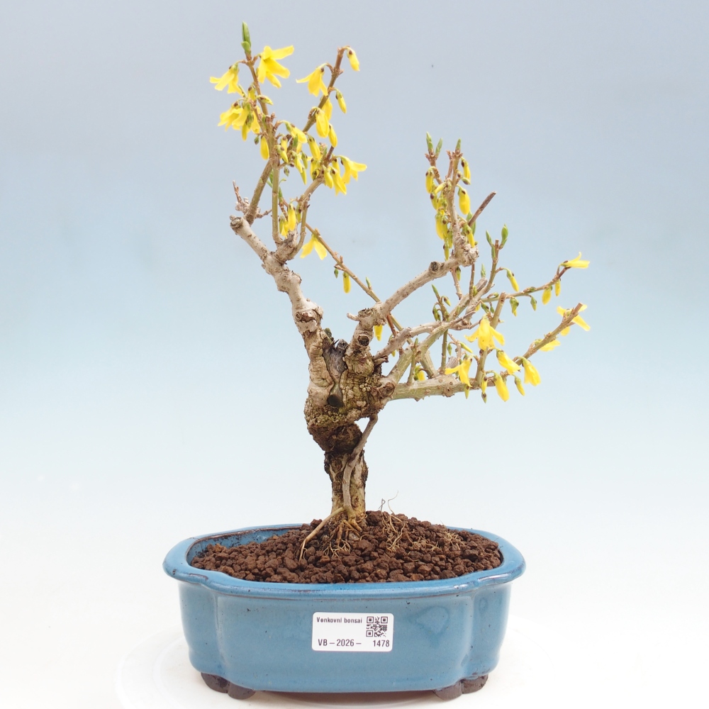 Venkovní bonsai - Zlatice - Forsythia koreana